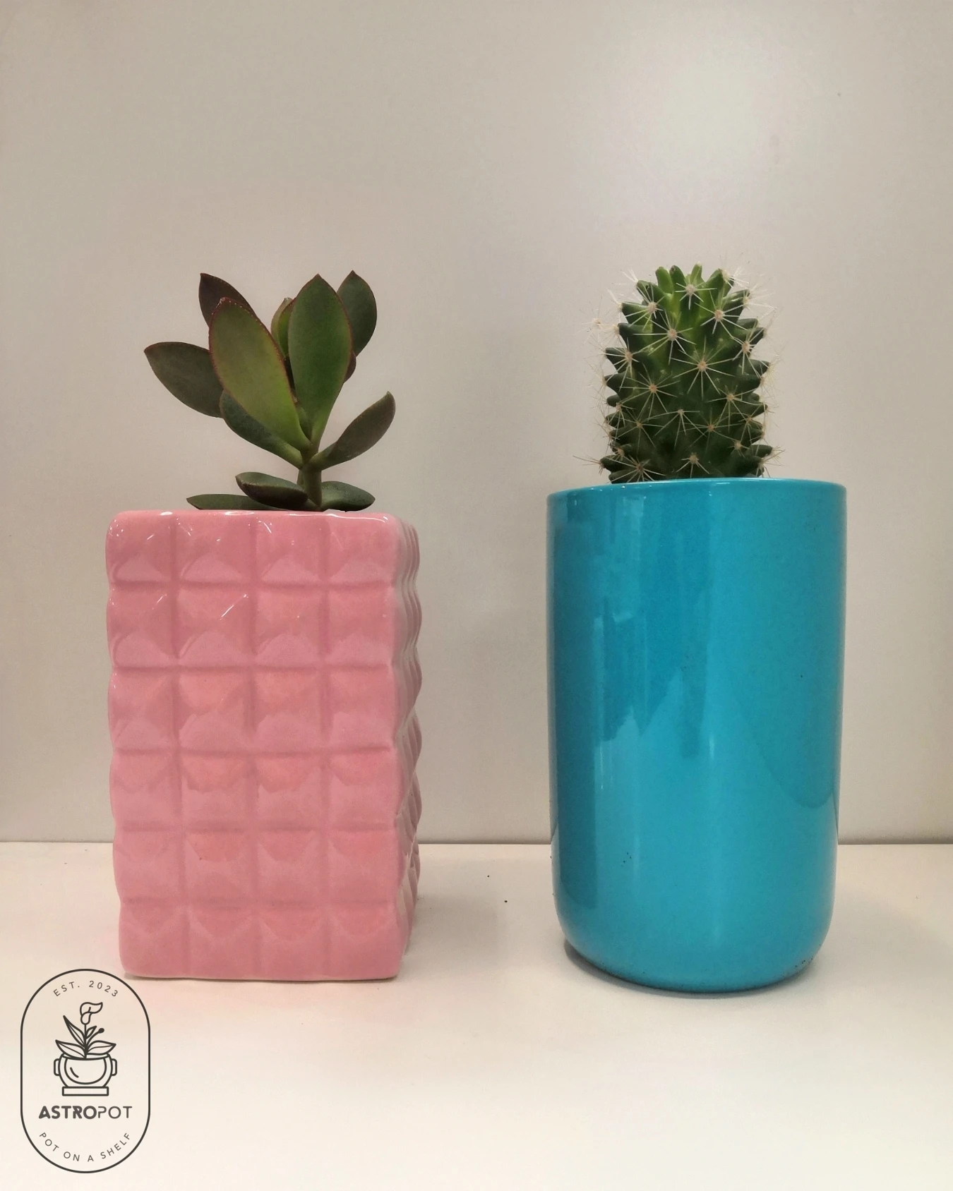 Cacti - Succulents in Ceramic