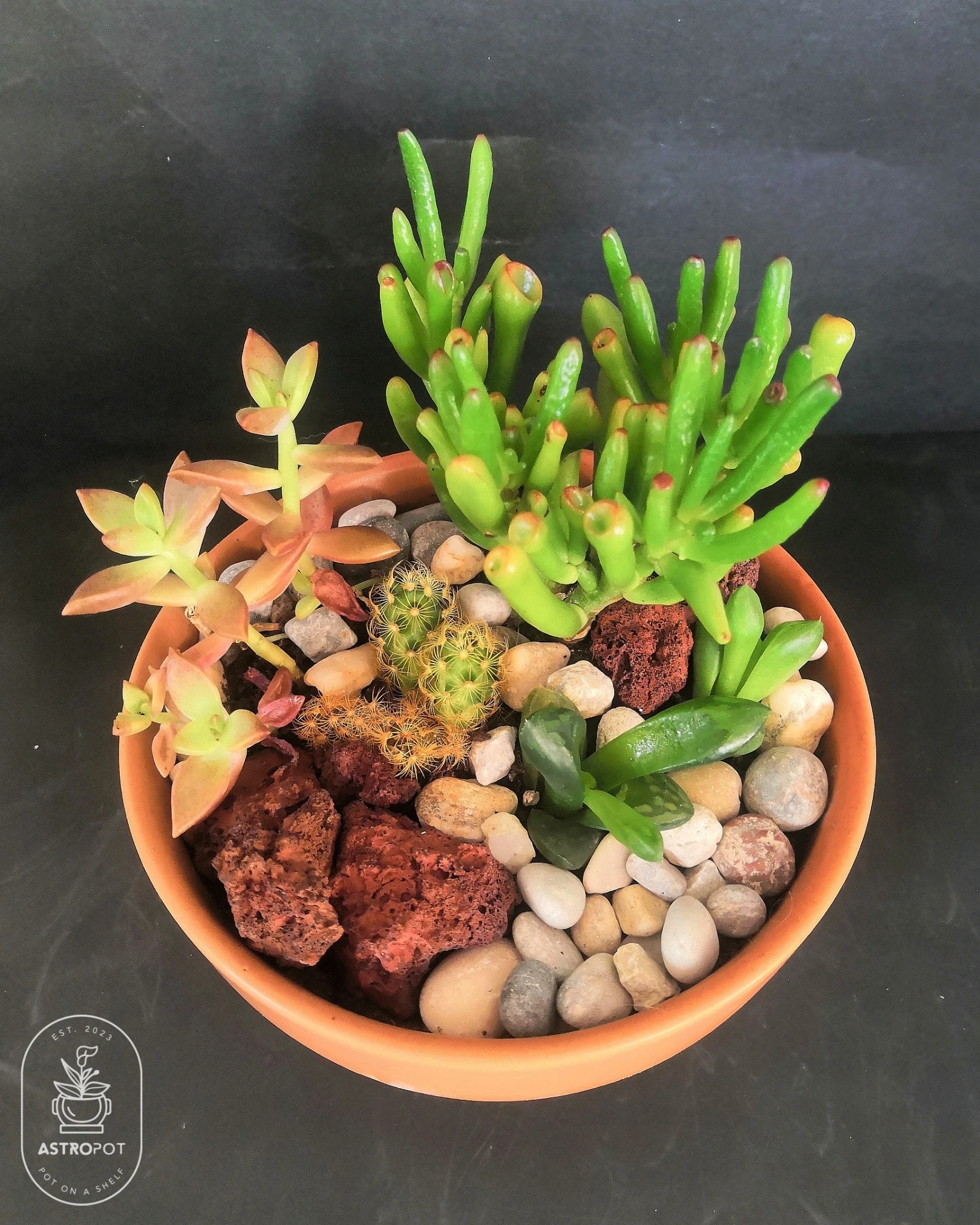 Cactus - Succulent Combo Custom Ceramic Dish
