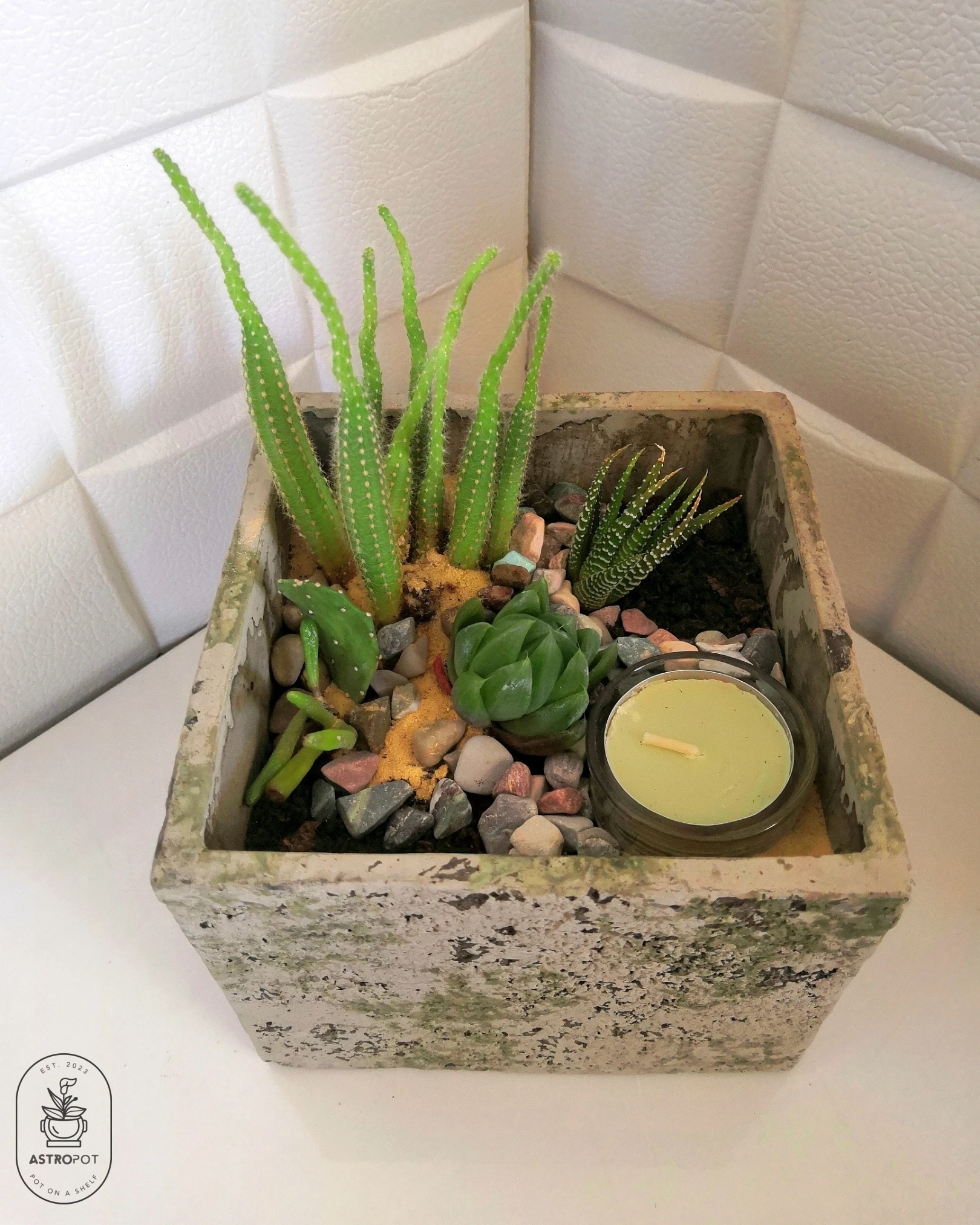 Cactus - Succulent Combo Concrete Pot