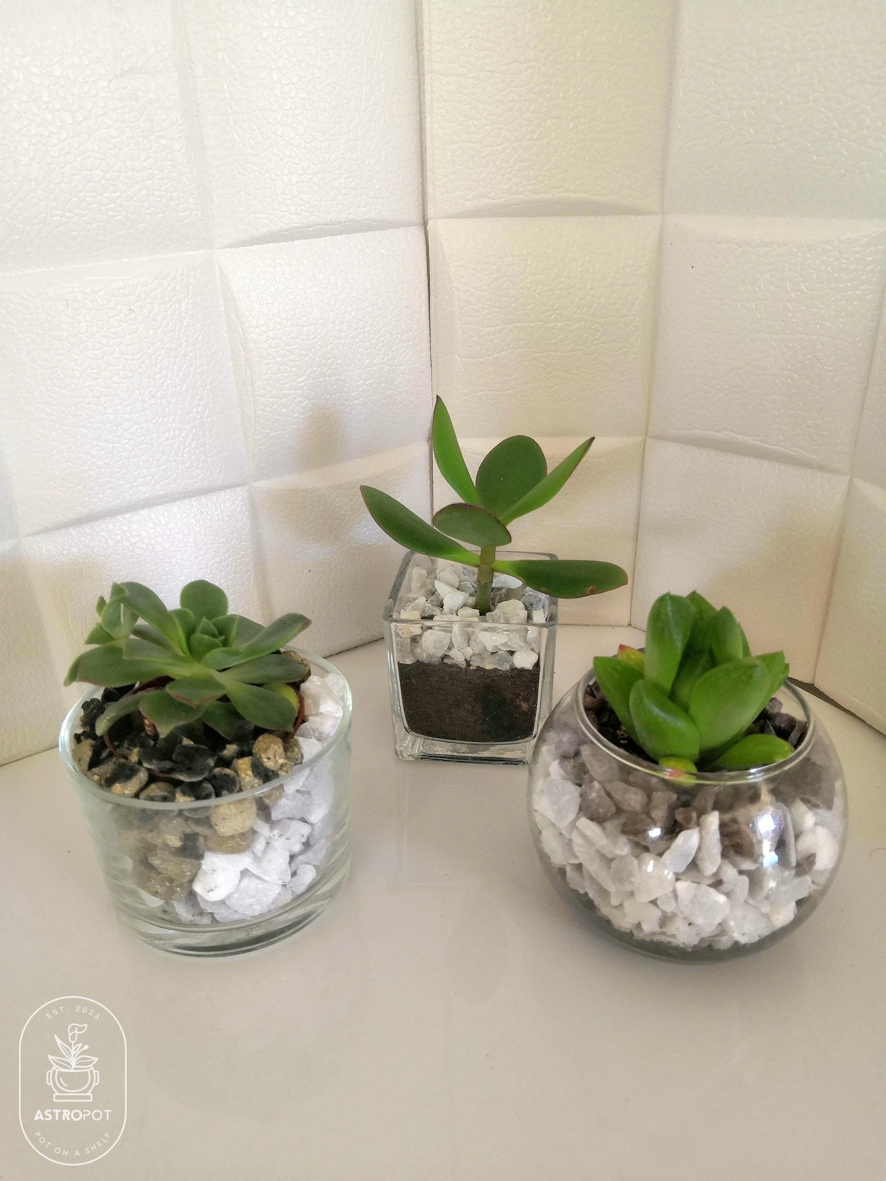 Cactus - Succulent set of 3 Glass Bowl (Circular)