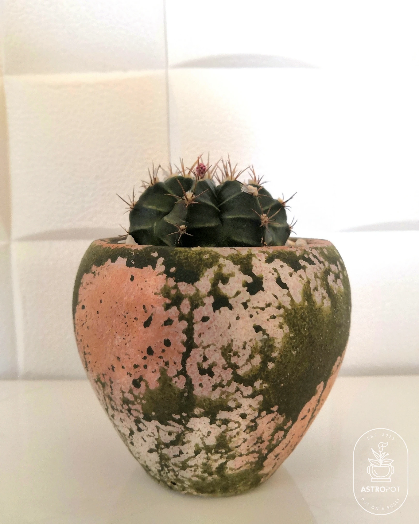 Cactus in Concrete Pot