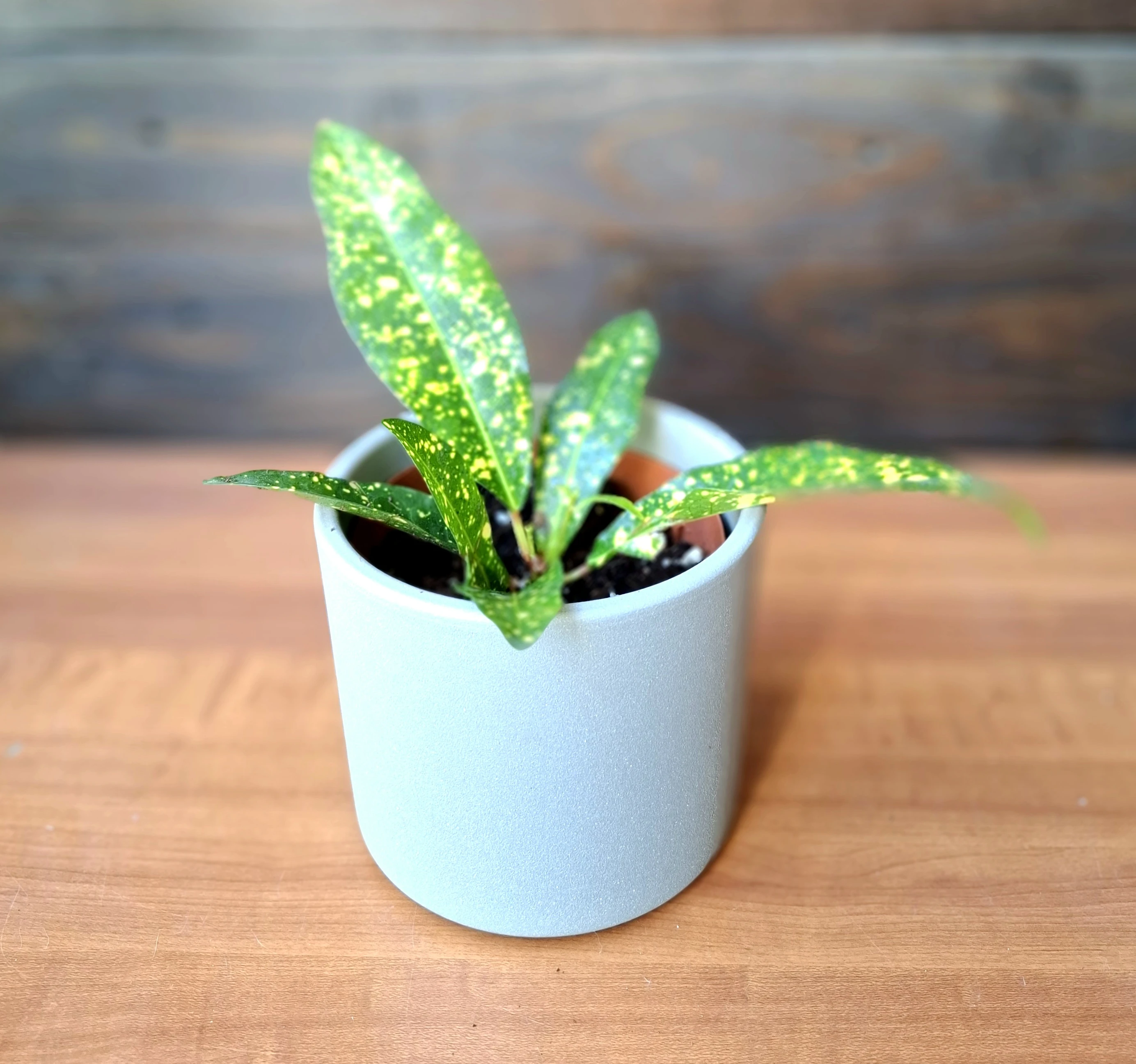 Croton Golden Dust