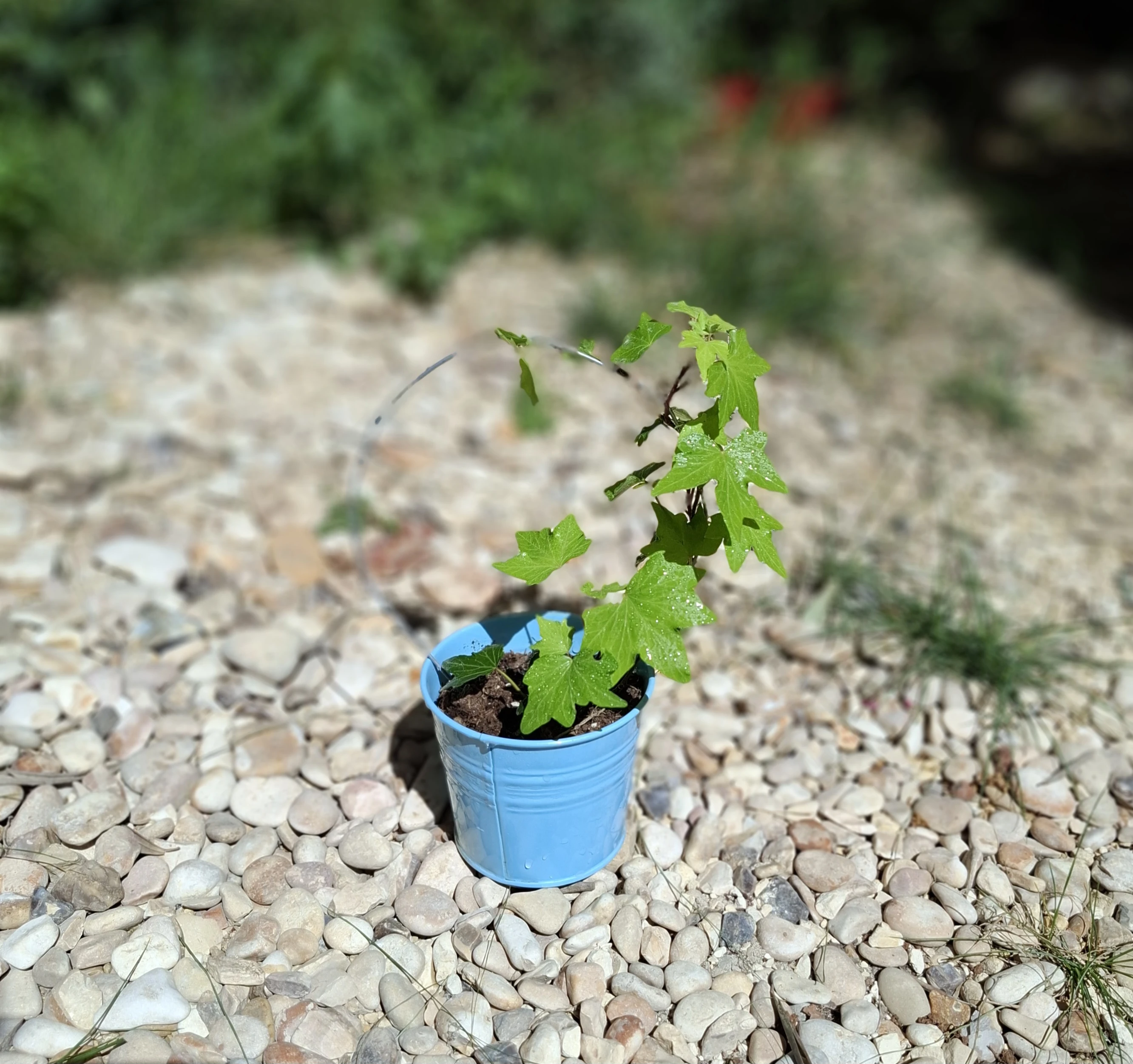 Hedera