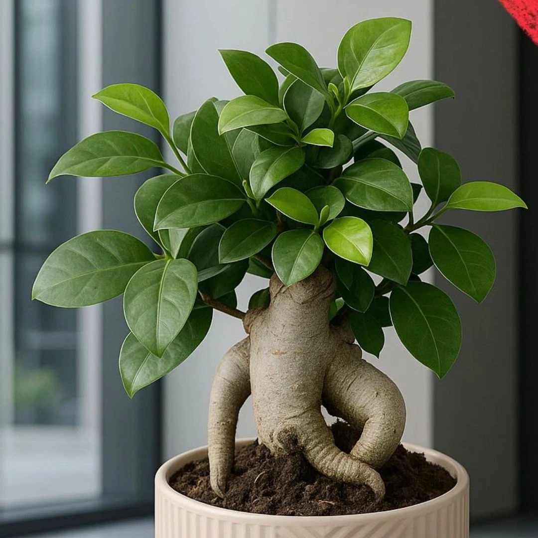 🌿 Peaceful Indoor Bonsai Tree – Japanese Mini Tree for Home or Office Decor
