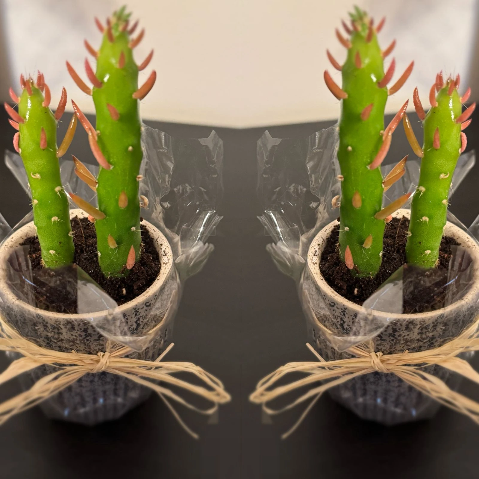 🌿 Tiny Plant, Big Chill Energy – Mini Aloe Vera for Desk & Home Décor