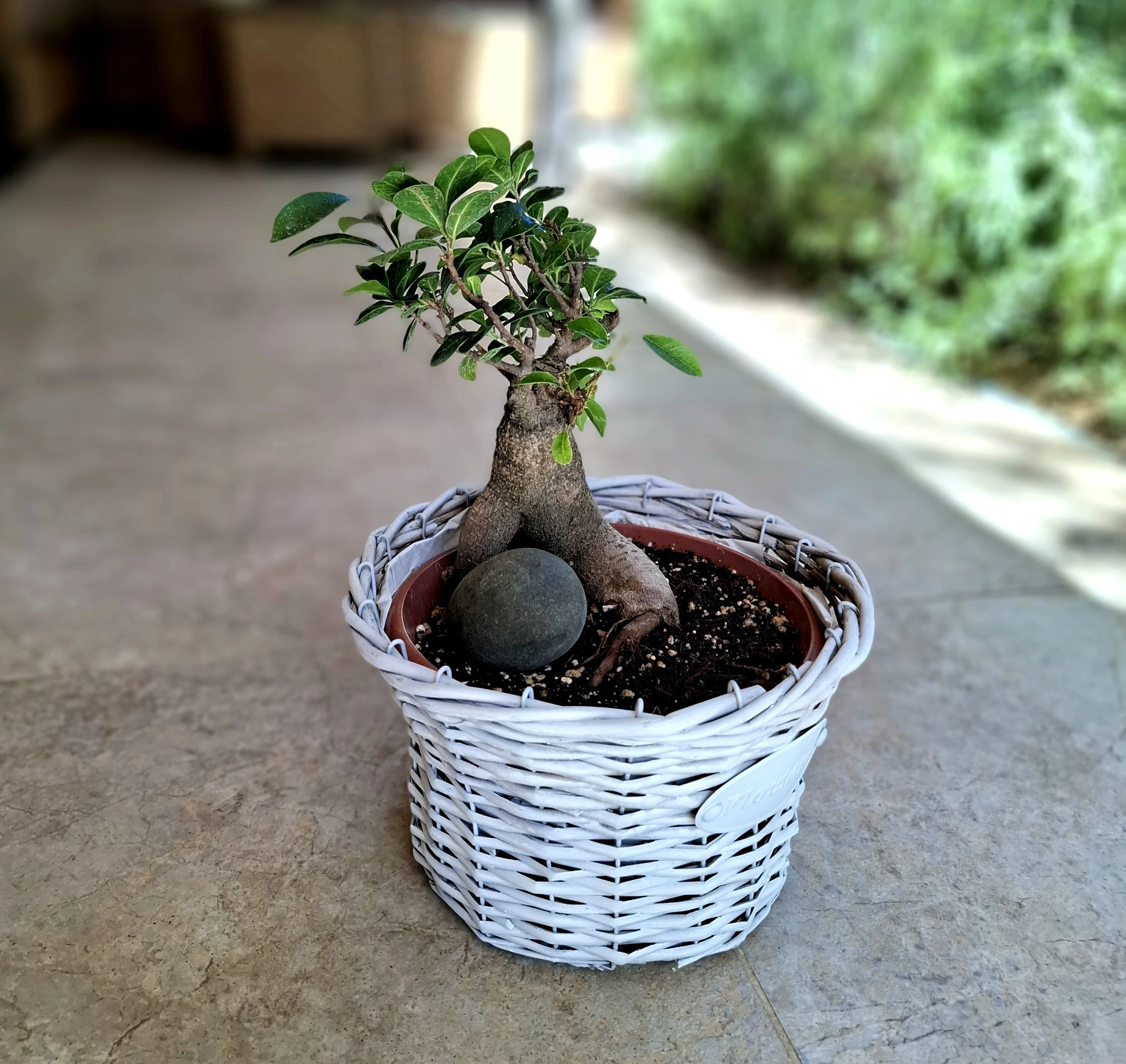 Bonsai