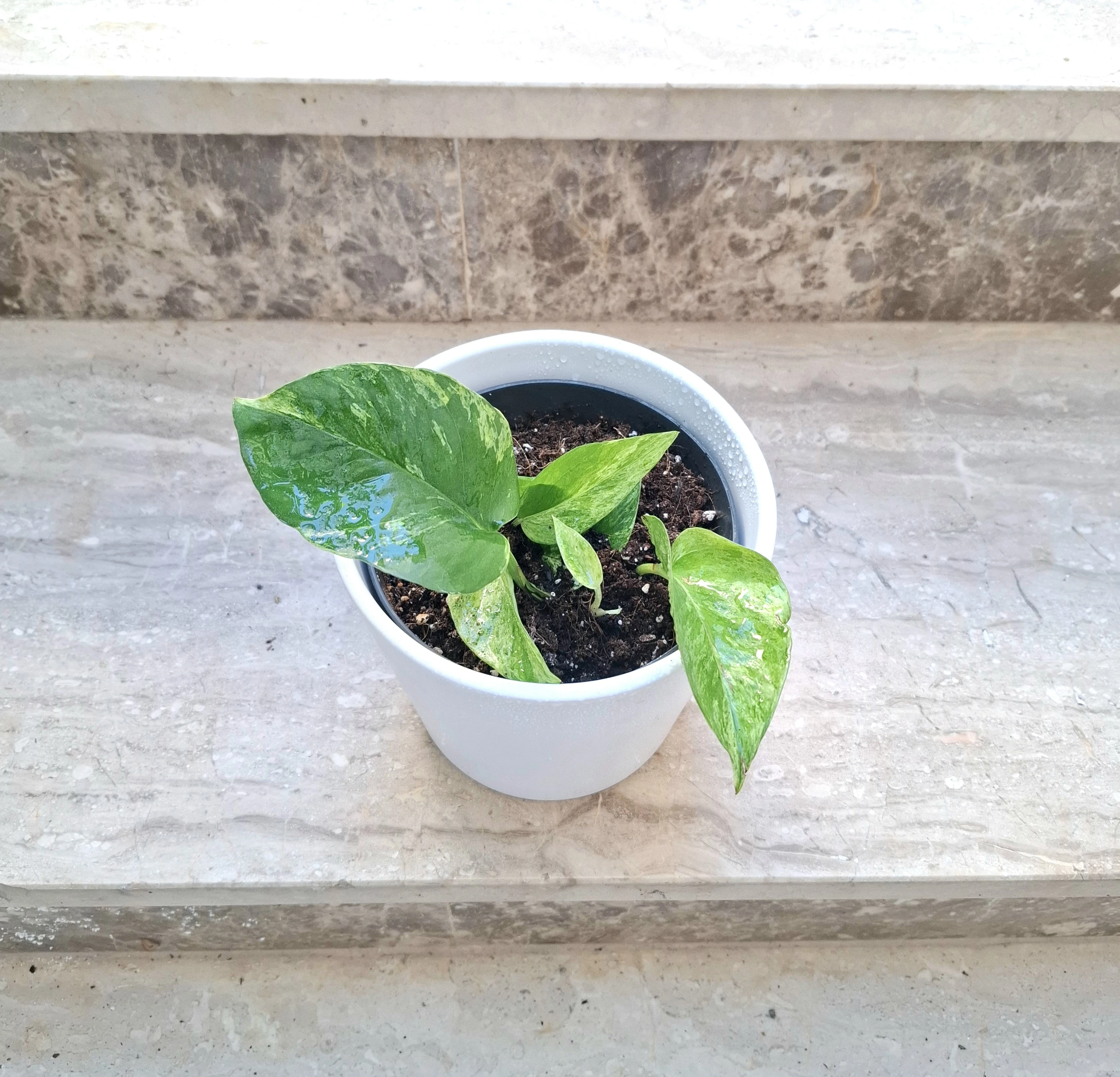 Epipremnum aureum