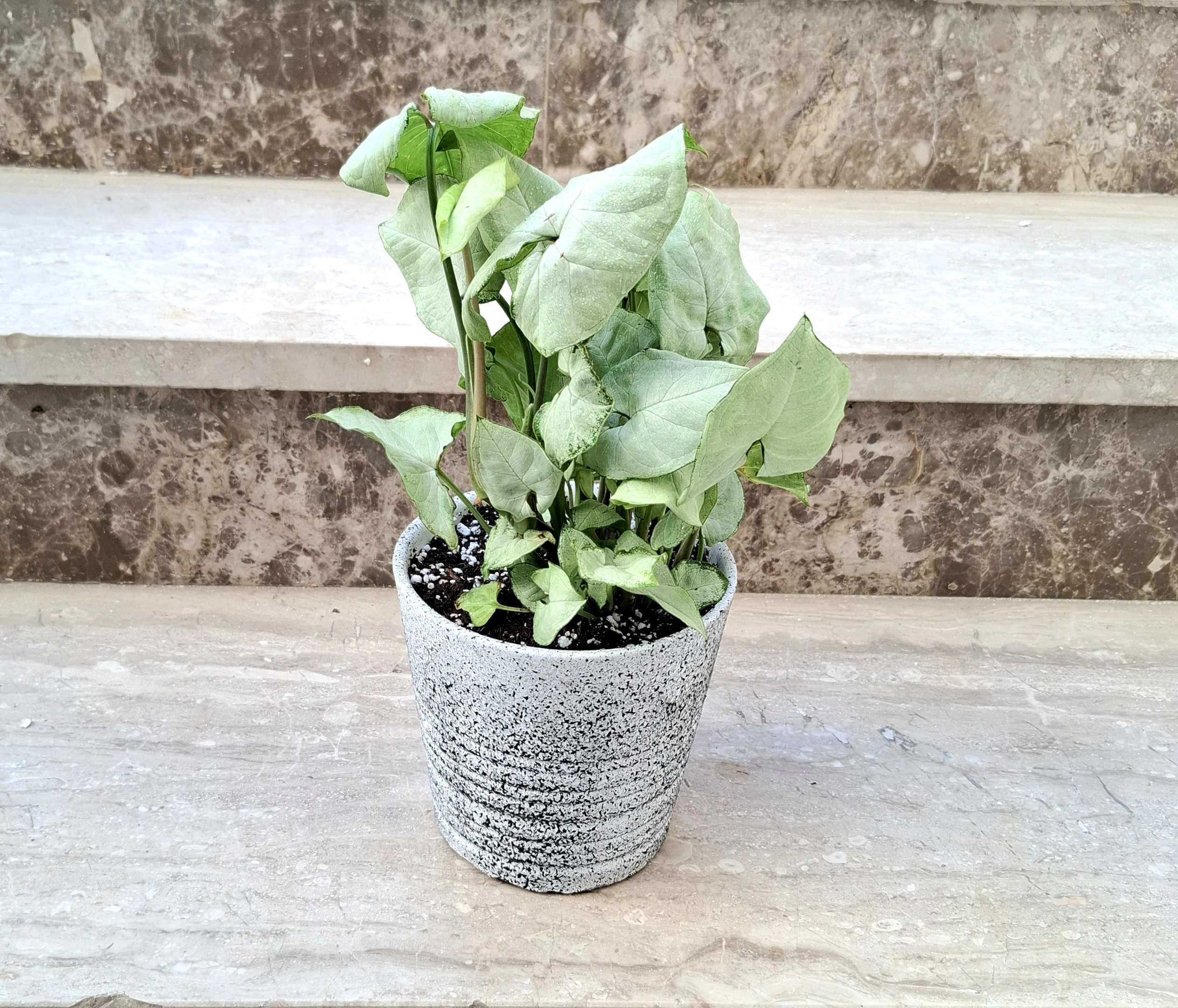 White Syngonium