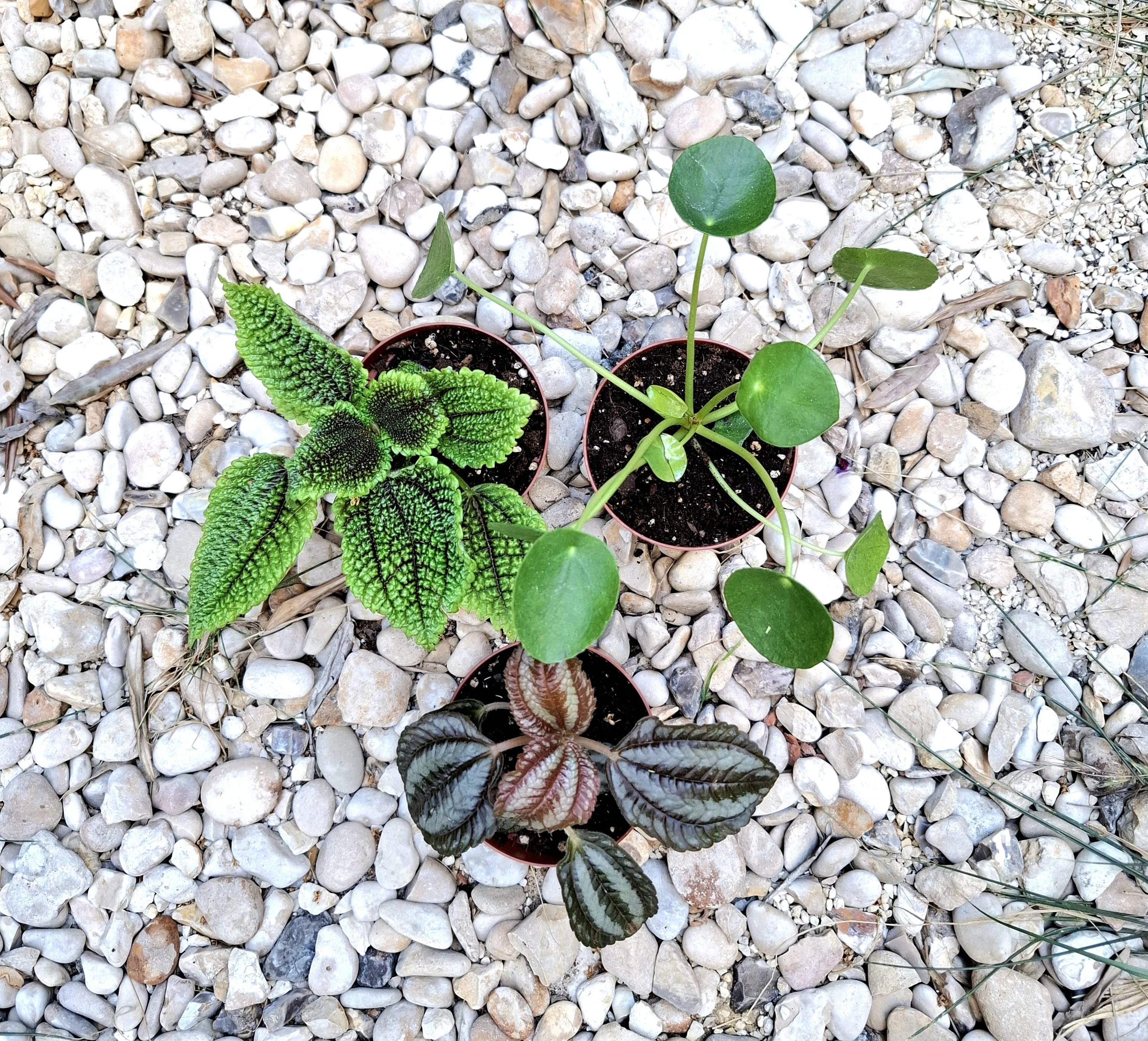 Pilea
