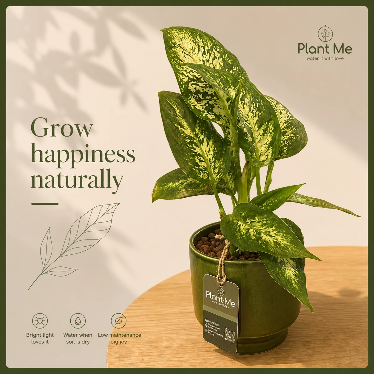 🌿 Premium Dieffenbachia Indoor Plant | Elegant Home Décor by Plant Me