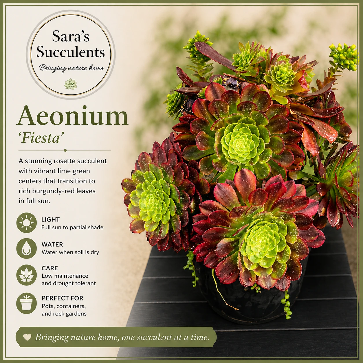 🌿 Rare Aeonium Fiesta Cluster (25 cm)